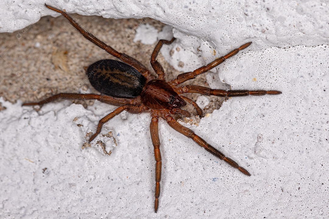 Pequena aranha rondando da espécie Teminius insularis