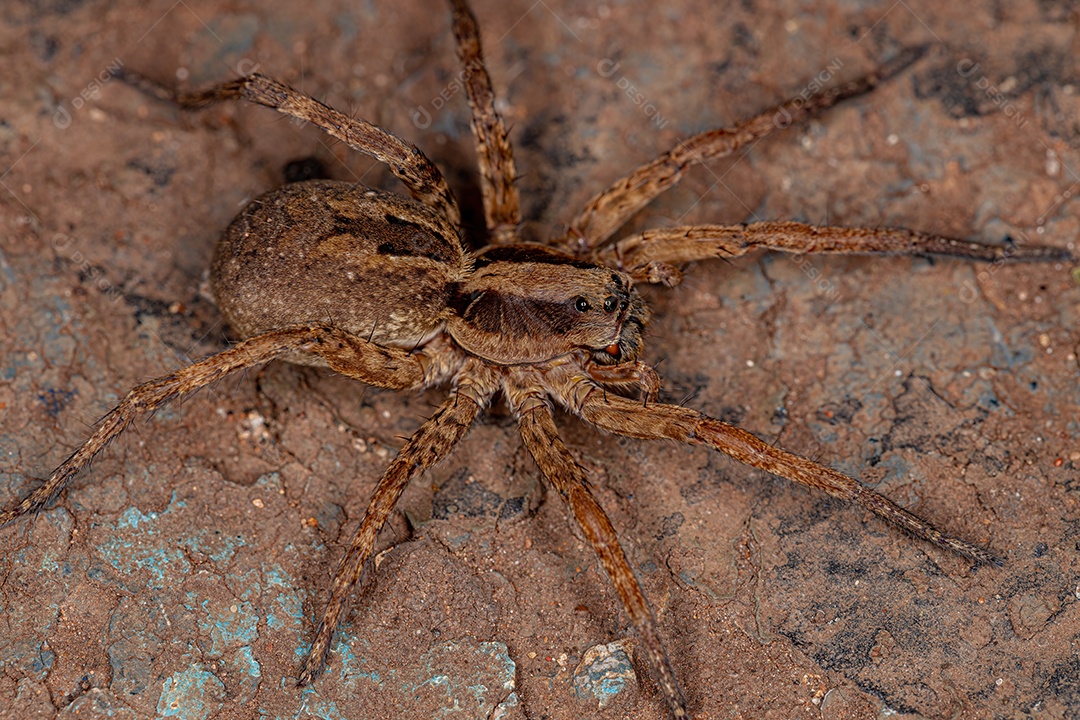Pequena aranha-lobo da família Lycosidae