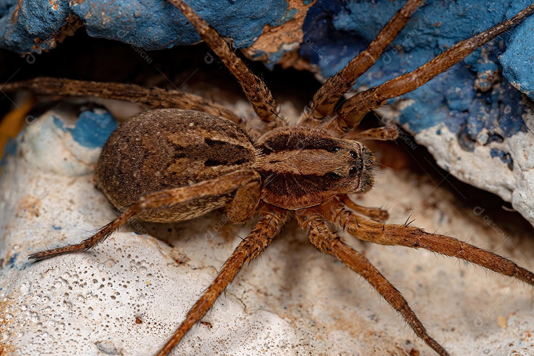 Pequena aranha-lobo da família Lycosidae