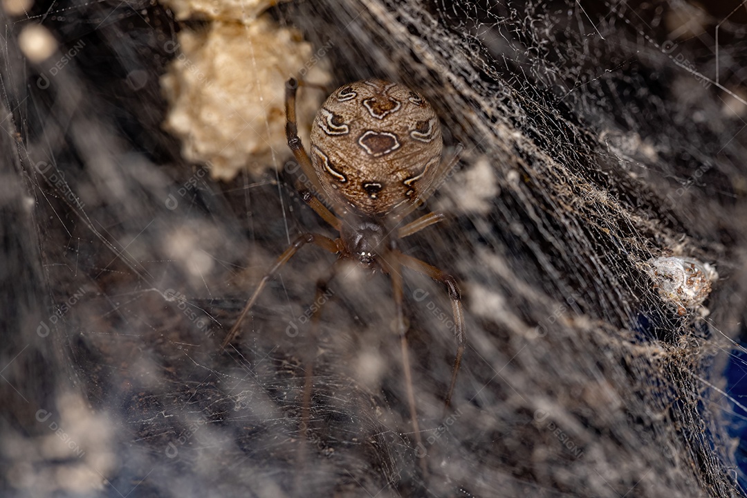 Aranha Viúva Marrom Adulto Fêmea da espécie Latrodectus geometricus