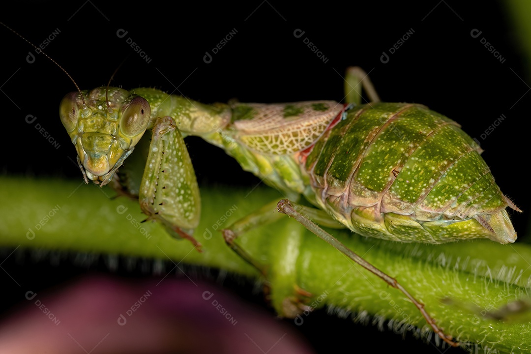 Ninfa Acontistid Mantis do Gênero Acontista