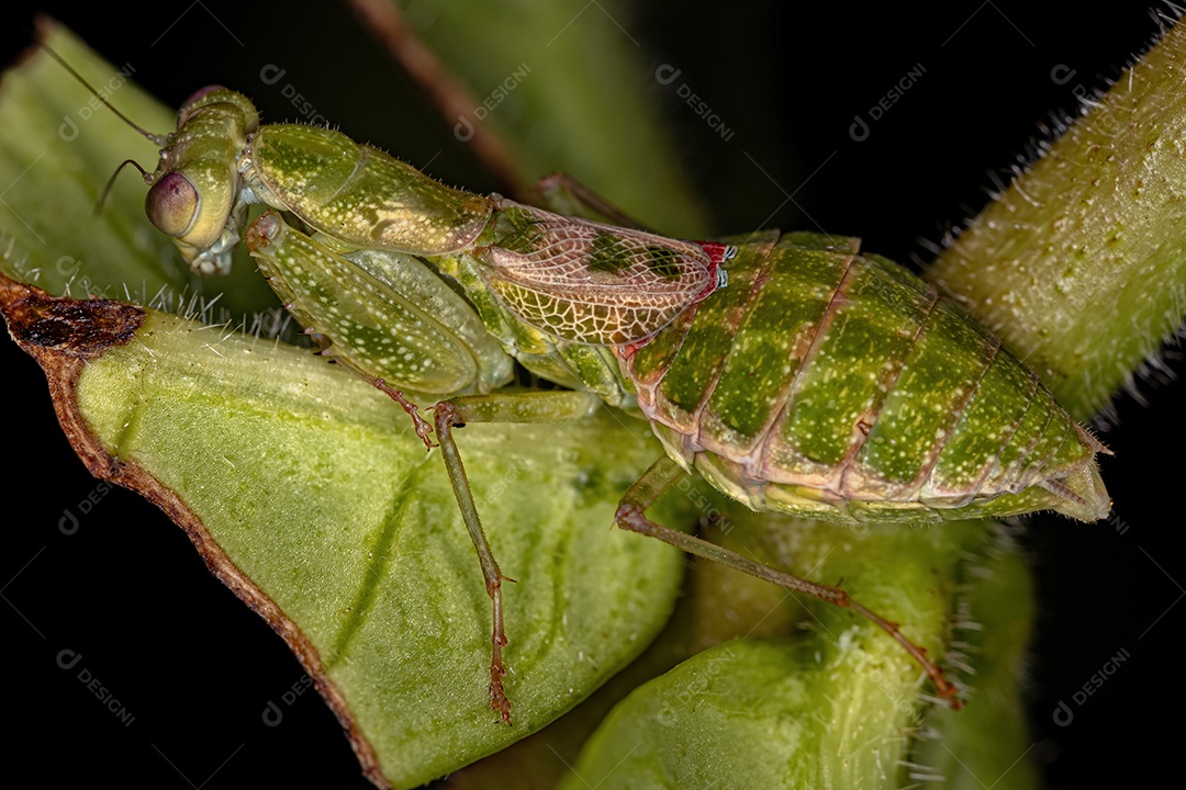 Ninfa Acontistid Mantis do Gênero Acontista