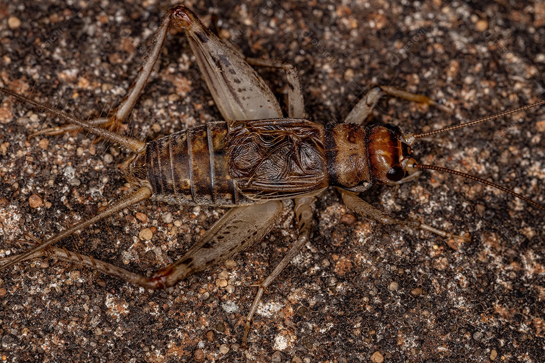 Grilo de campo masculino do gênero Gryllodes
