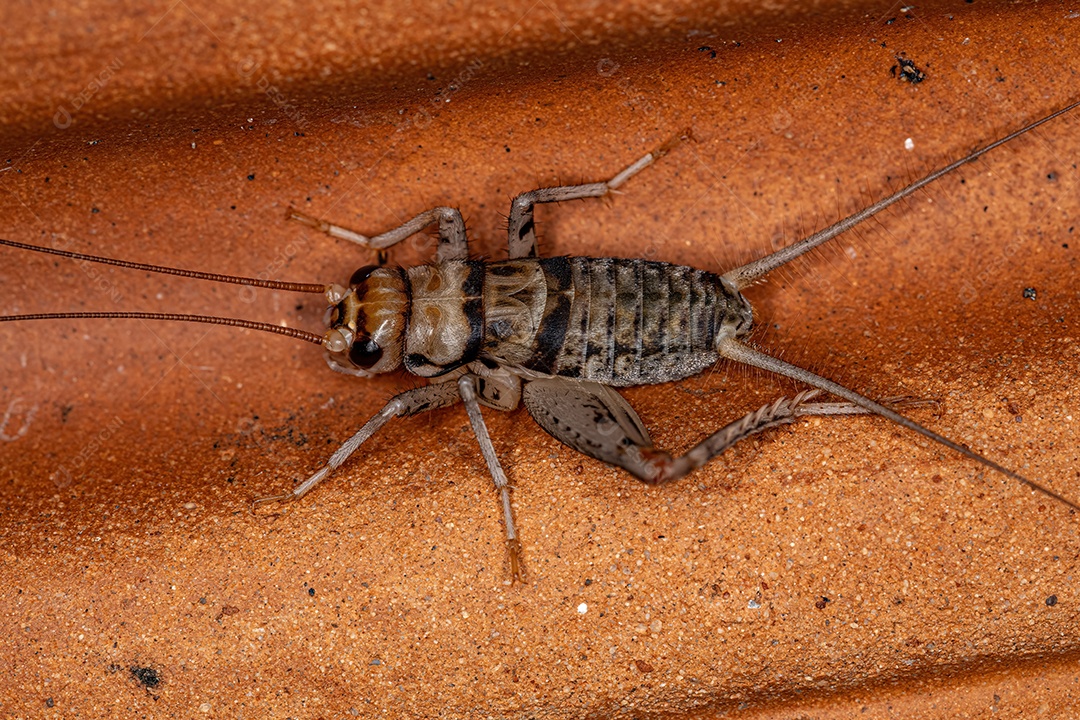 Grilo de campo masculino do gênero Gryllodes