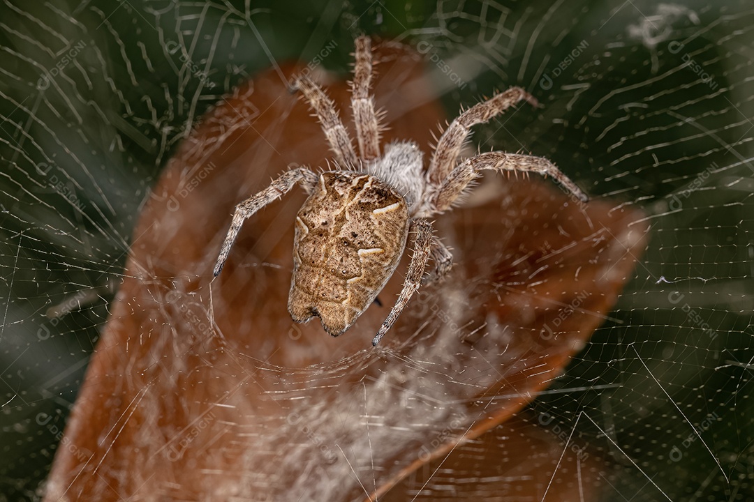 Aranha teia-de-tenda tropical fêmea adulta da espécie Cyrtophora citricola