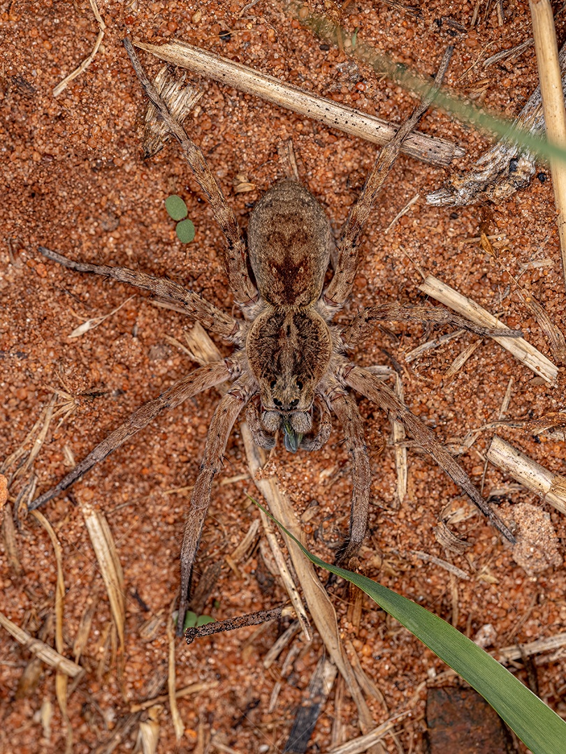 Pequena aranha-lobo da família Lycosidae