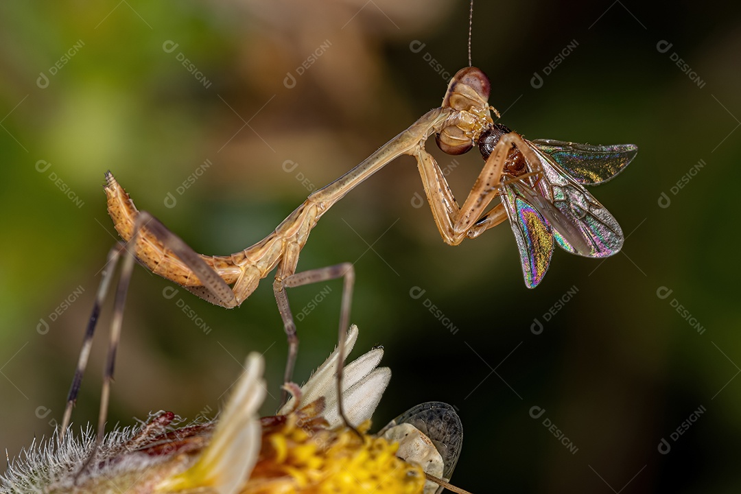 Pequena ninfa Mantid da Subfamília Vatinae atacando uma formiga alada