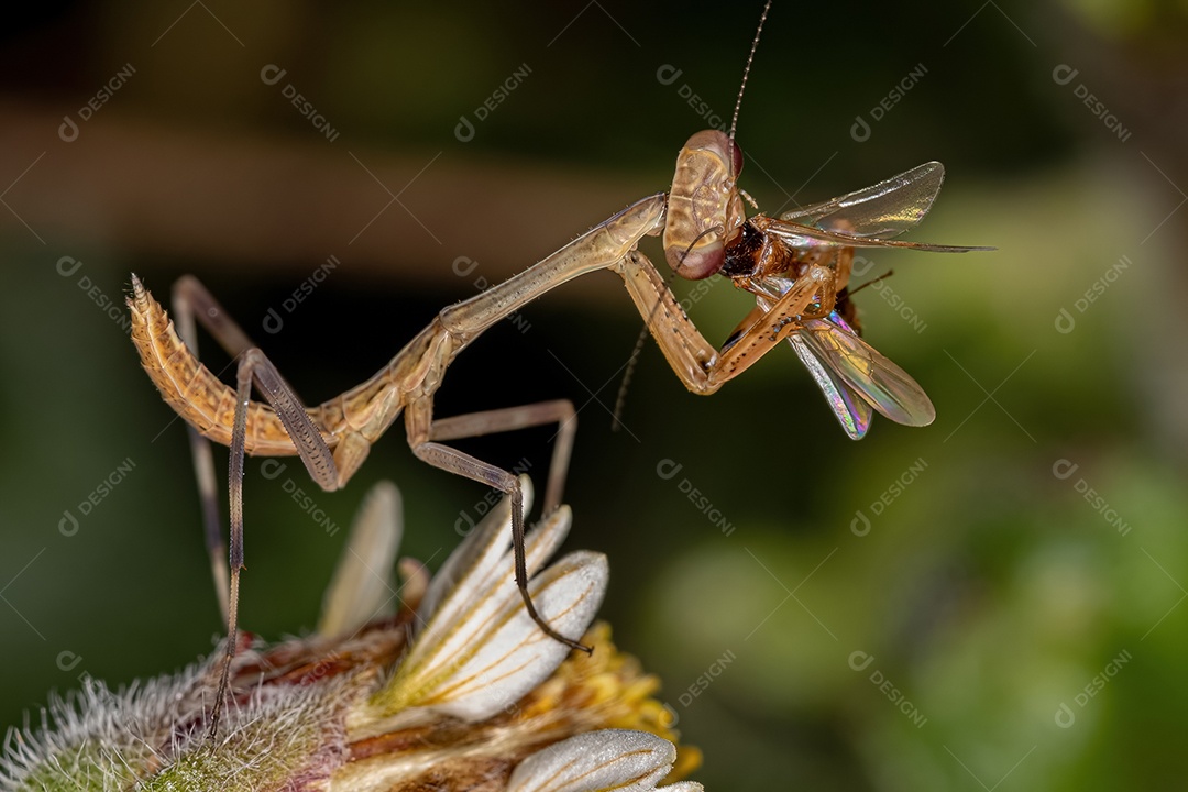 Pequena ninfa Mantid da Subfamília Vatinae atacando uma formiga alada