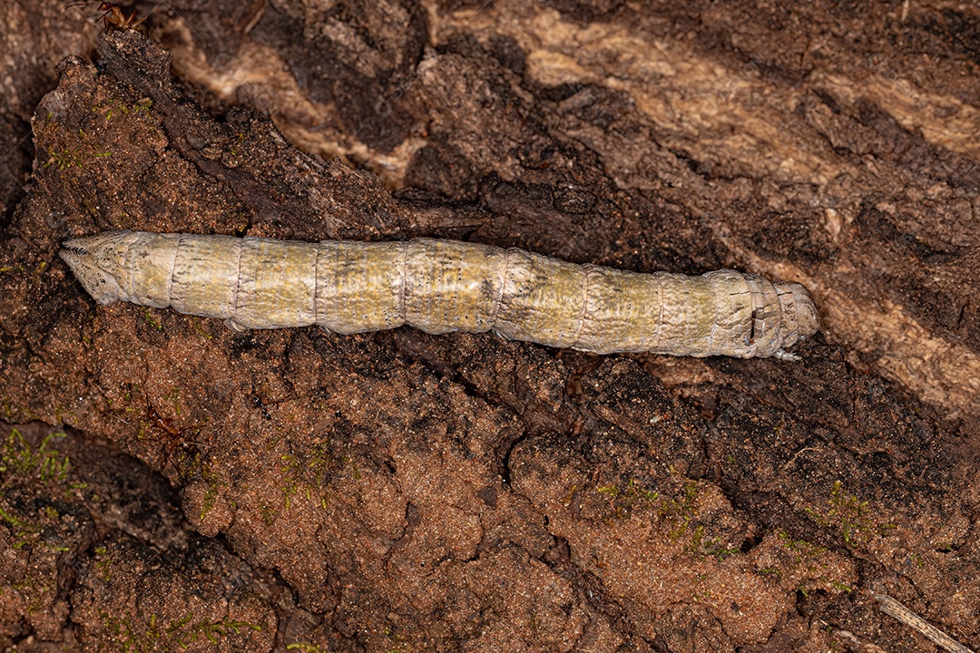 Macroglossine Sphinx Moth Lagarta da espécie Madoryx plutonius