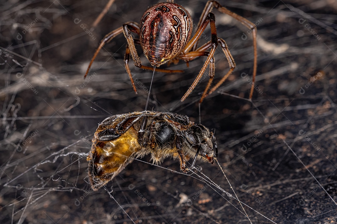 Aranha Viúva Marrom Adulto Fêmea da espécie Latrodectus geometricus atacando uma Abelha Ocidental Fêmea Adulta da espécie Apis mellifera.