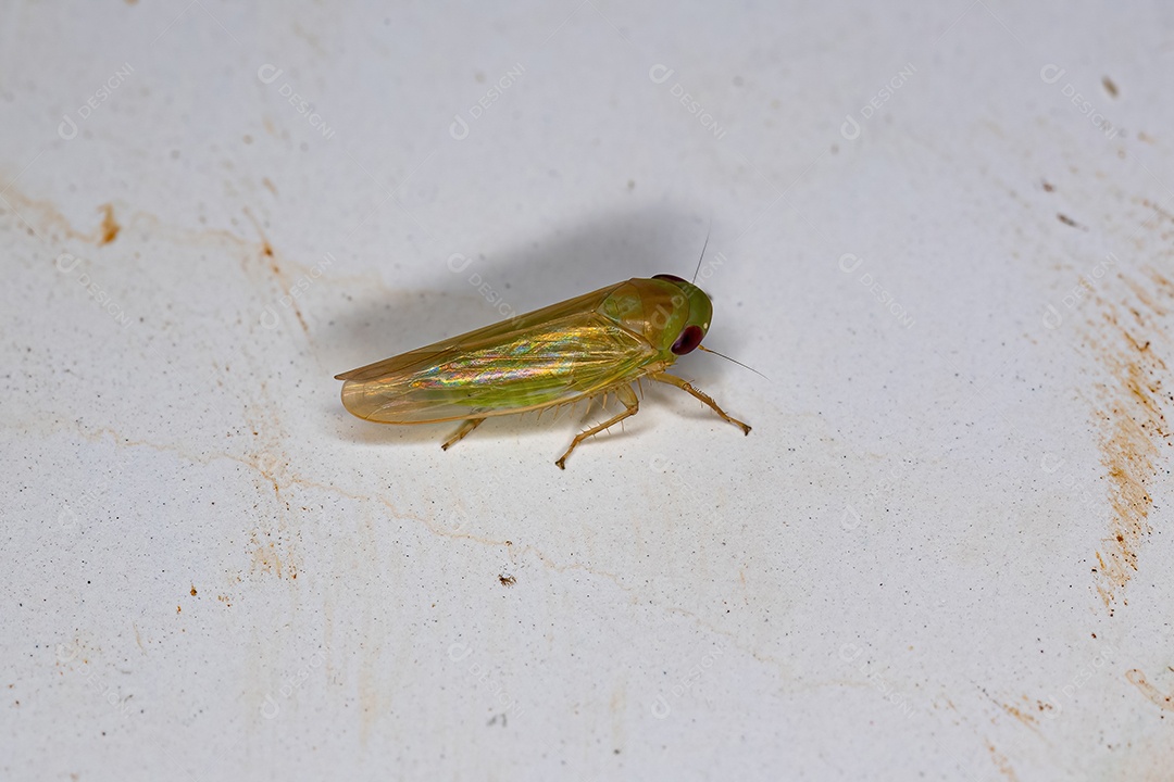 Cigarrinha típica adulta pequena da tribo Pendarini.
