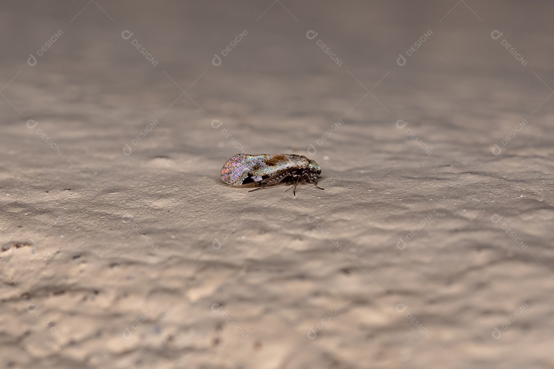 Inseto Barklice comum adulto do gênero Loensia.