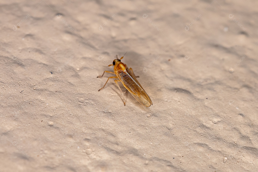 Inseto Cigarrinha Delfacida Adulto da Família Delphacidae.