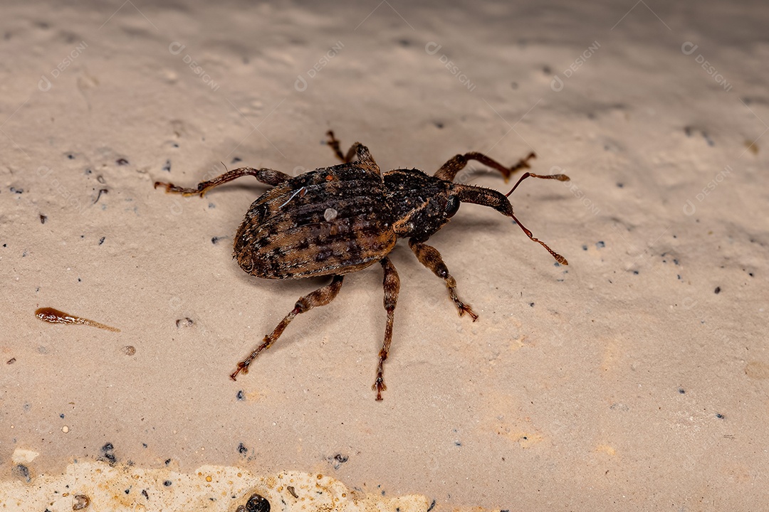 Gorgulho Verdadeiro Adulto da Família Curculionidae.