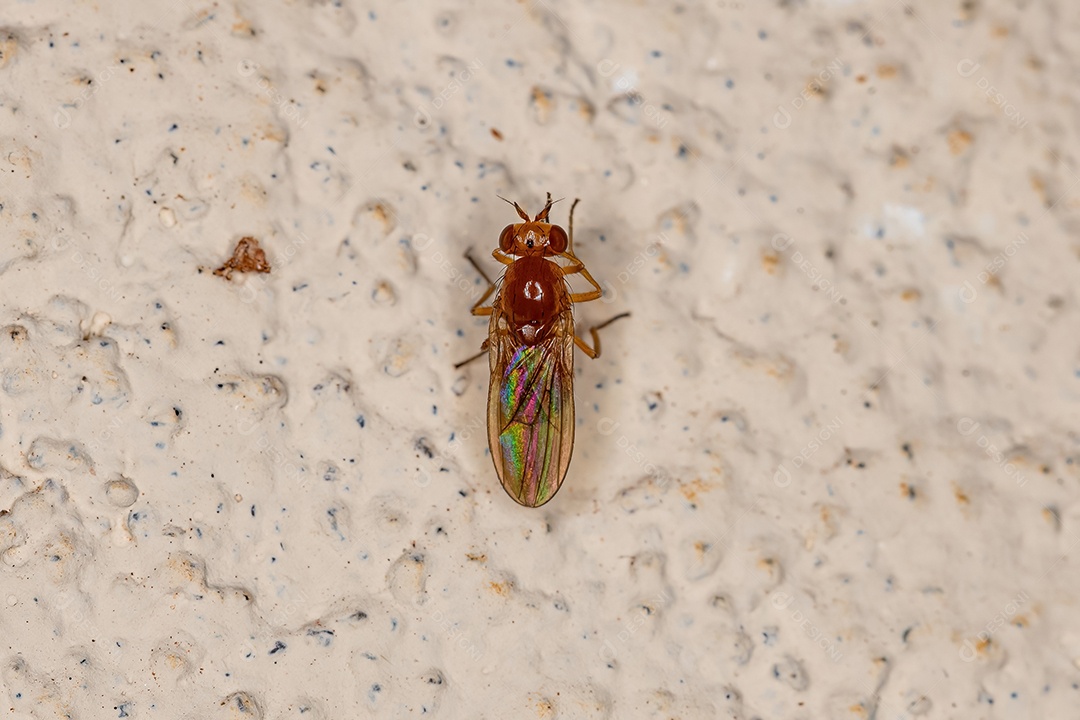 Mosca Acalyptrate adulta da subseção Zoo Acalyptratae.