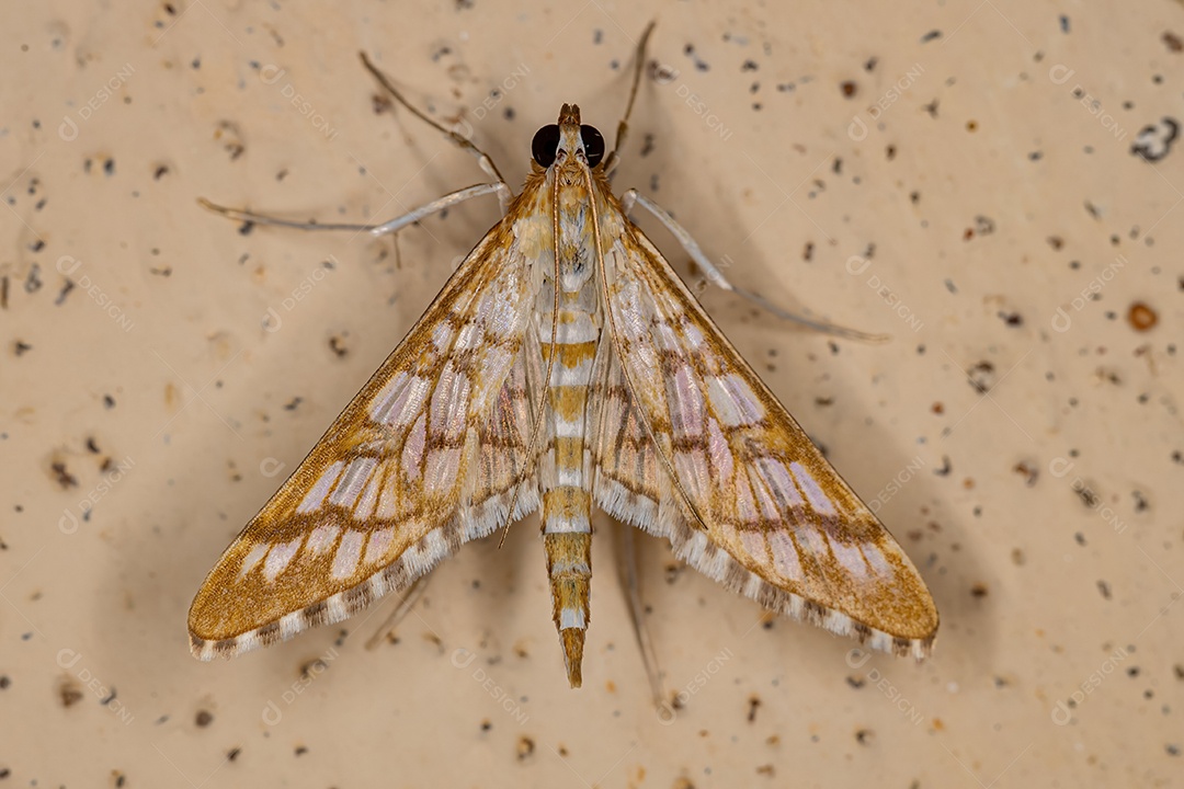 Mariposa Epipagis laranja adulta da espécie Epipagis fenestralis.