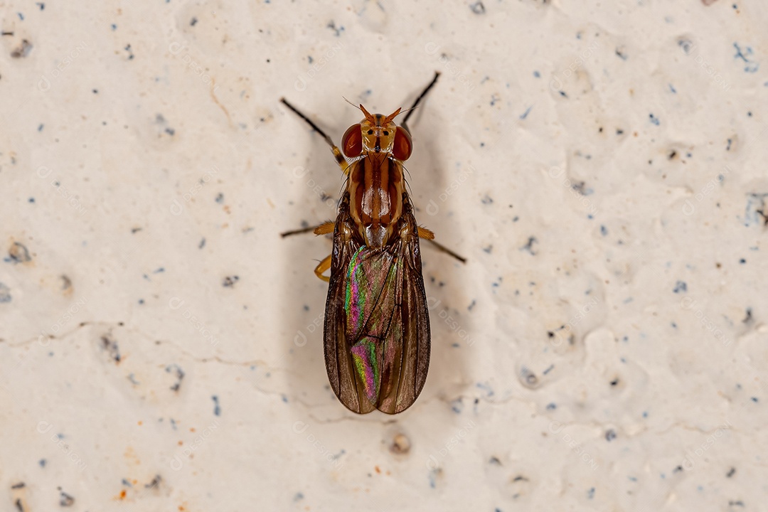 Mosca Acalyptrate adulta da subseção Zoo Acalyptratae.