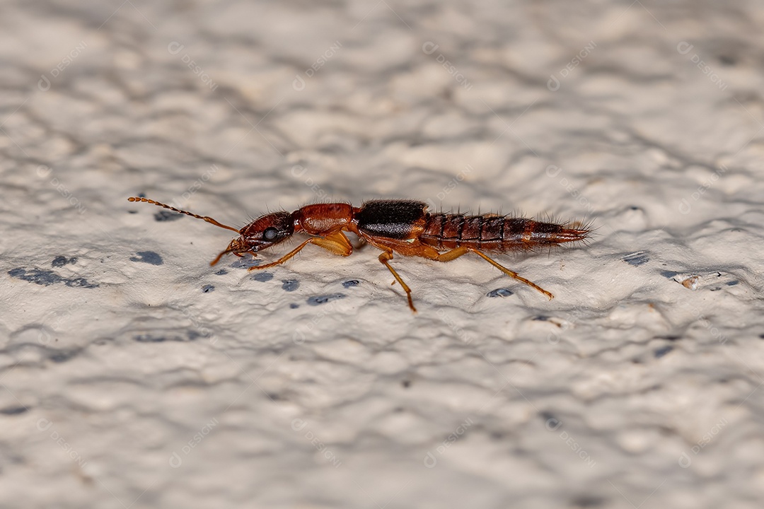 Besouro rove adulto da subtribo Cryptobiina.