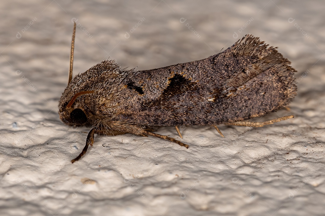 Mariposa tuberosa adulta do gênero Acrolophus.