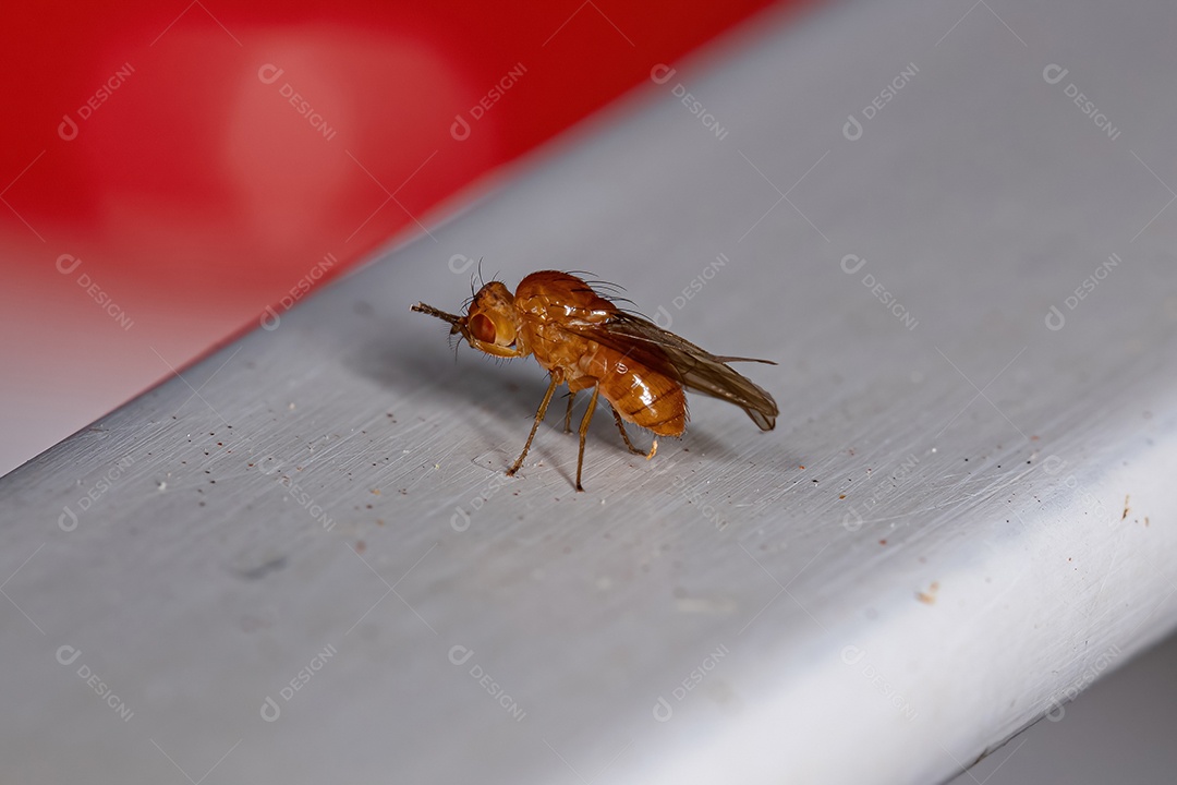 Mosca Acalyptrate adulta da subseção Zoo Acalyptratae.