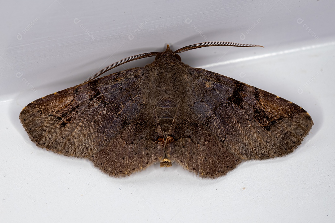 Mariposa adulta da família Erebidae.