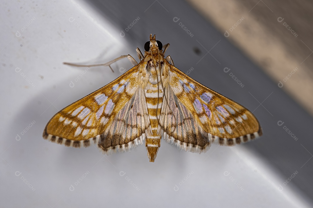 Mariposa Epipagis laranja adulta da espécie Epipagis fenestralis.