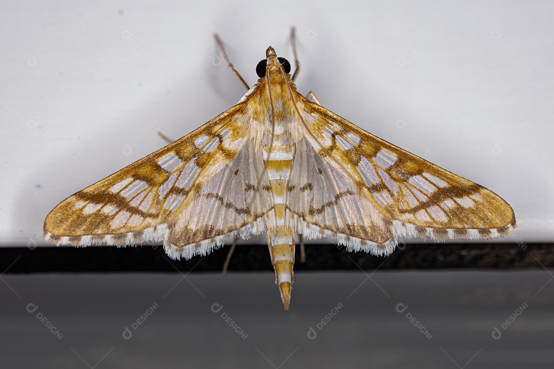 Mariposa Epipagis laranja adulta da espécie Epipagis fenestralis.