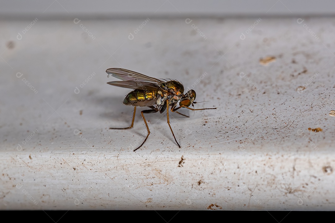 Mosca pernalta adulta da família Dolichopodidae.