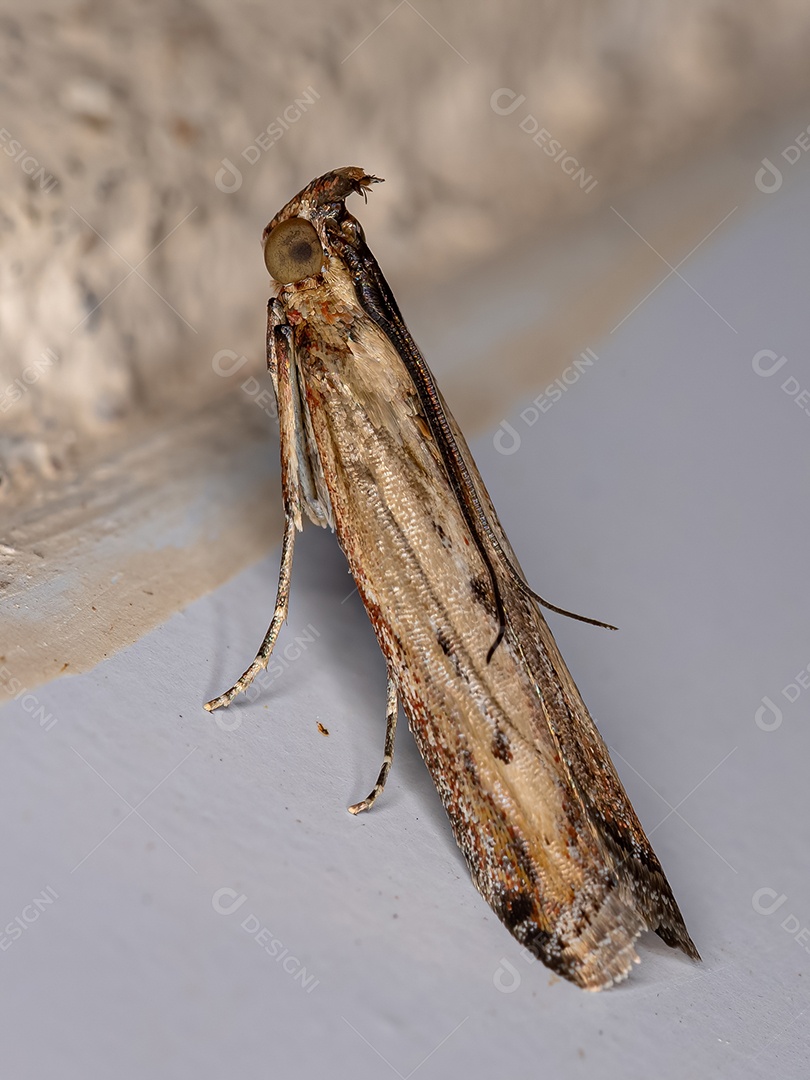 Inseto mariposa adulto da ordem lepidoptera.