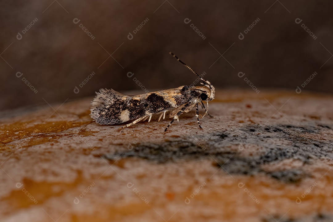 Mariposa Twirler adulta do gênero Stegasta.