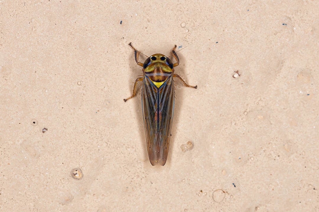 Inseto cigarrinha adulto da família Cicadellidae.