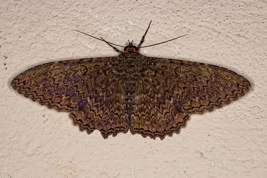 Inseto mariposa adulto da espécie Feigeria scops.