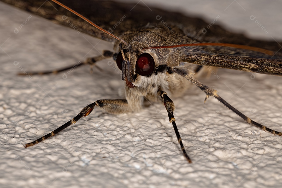 Inseto mariposa adulto da espécie Feigeria scops.