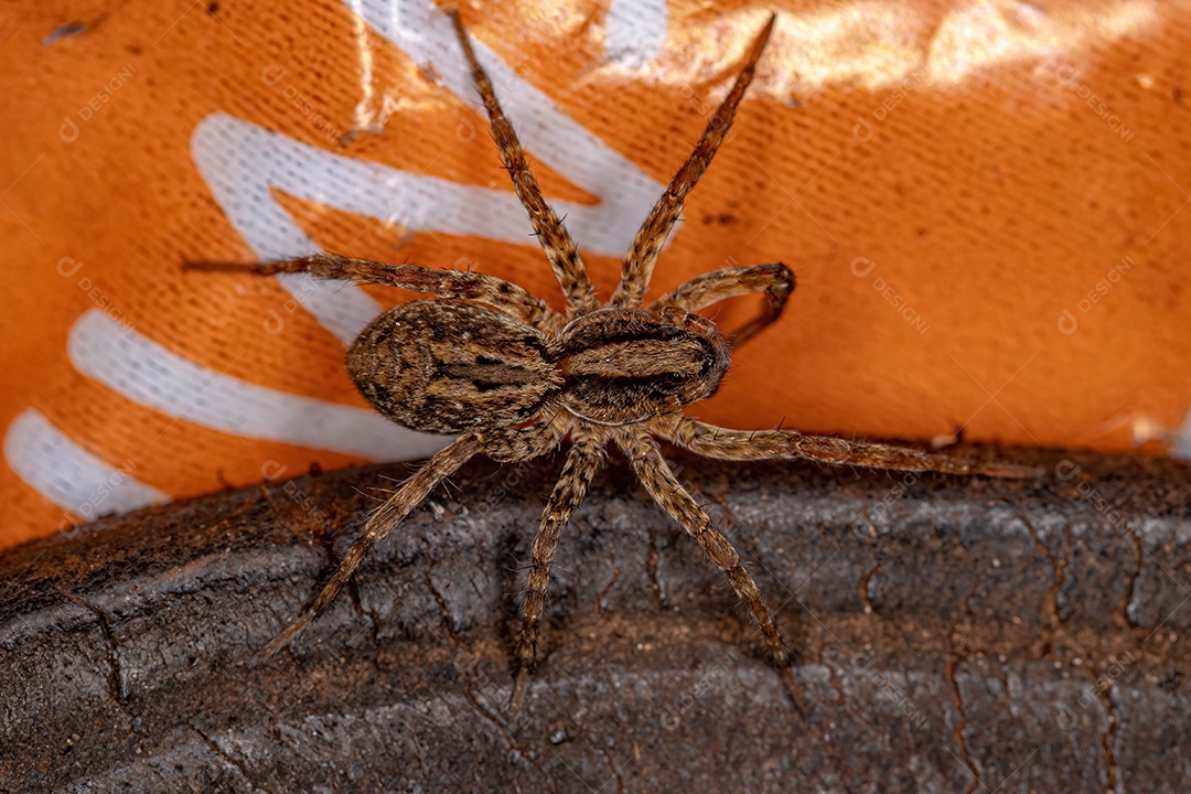 Pequena aranha-lobo da família Lycosidae