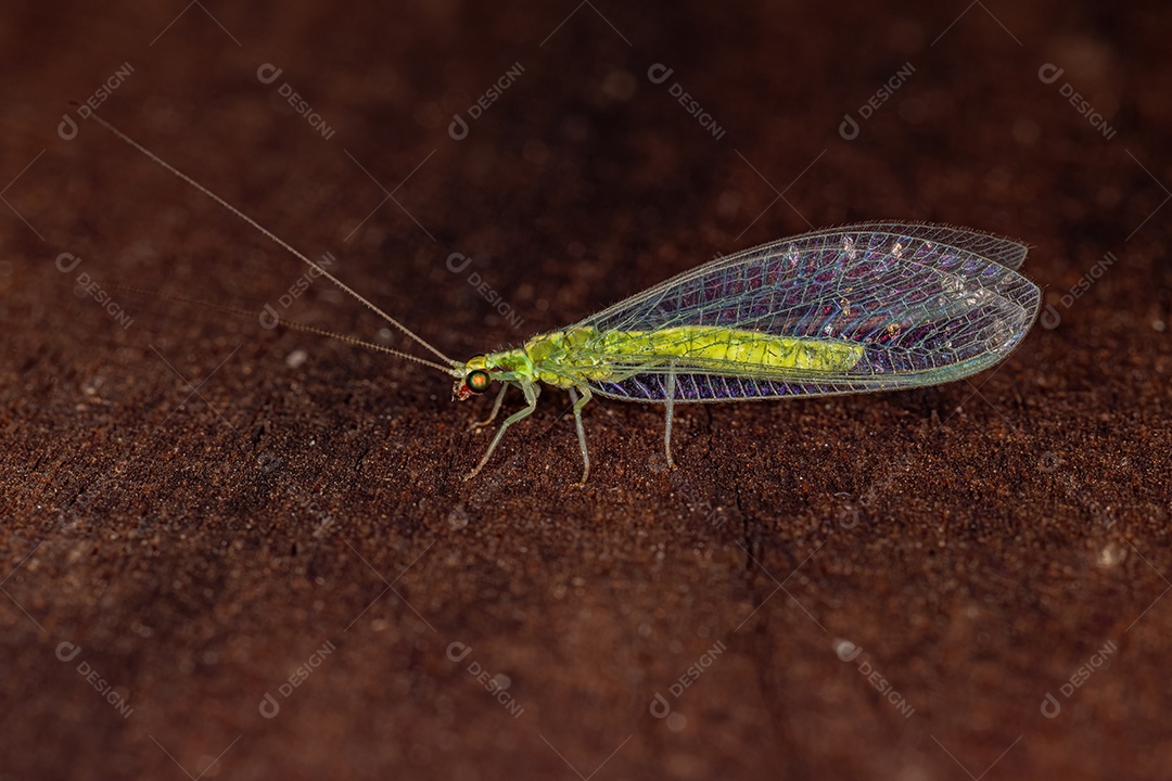 Adulto Típico crisopídeo do gênero Ceraeochrysa.