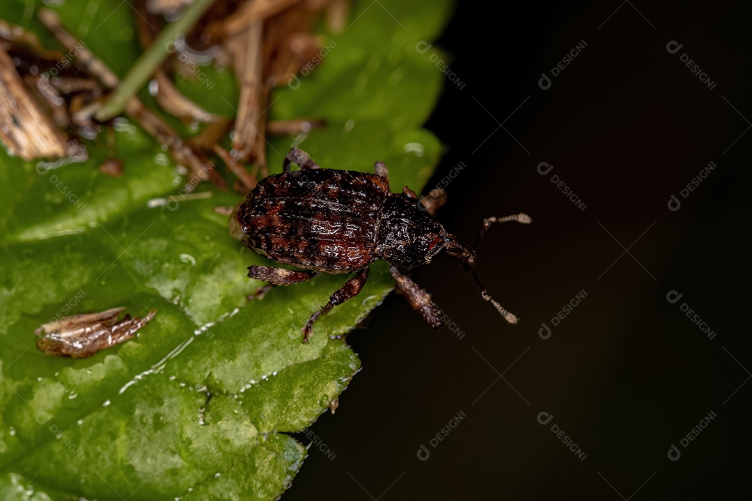Gorgulho Verdadeiro Adulto da Família Curculionidae.