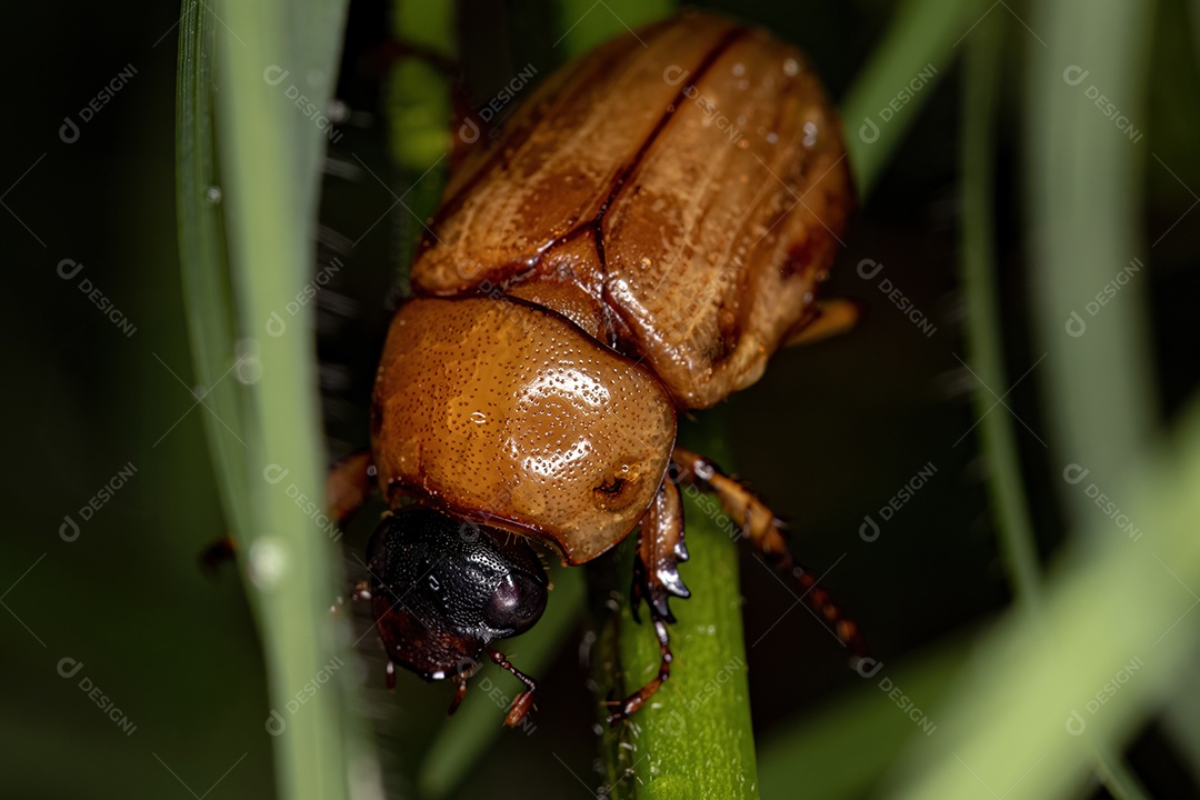 Chafer mascarado adulto do gênero Cyclocephala