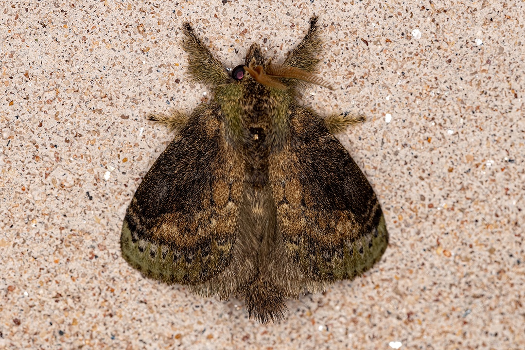 Mariposa Lappet adulta do gênero Euglyphis.