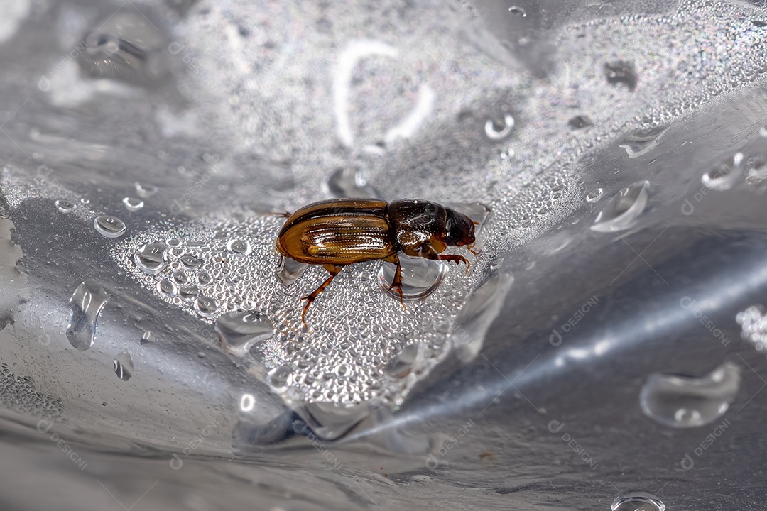 Besouro de estrume pequeno adulto da subfamília Aphodiinae.