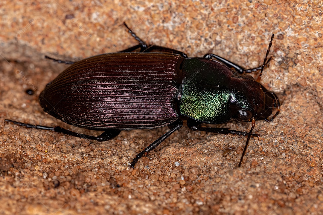 Besouro terrestre adulto da espécie Neoaulacoryssus speciosus.