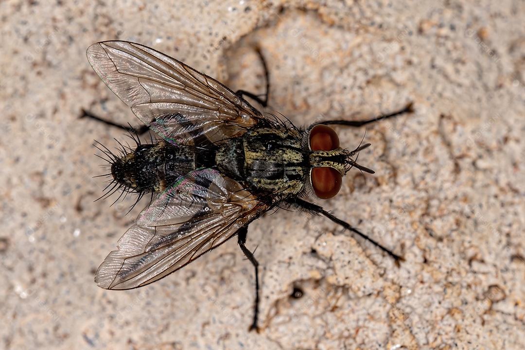 Mosca de cerdas adulta da família Tachinidae.