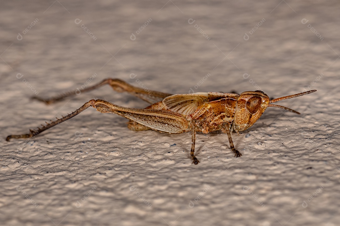 Ninfa de gafanhoto de cara oblíqua estridente do gênero Orphulella.