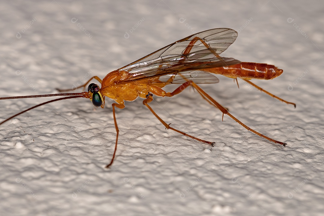 Vespa icneumonídea adulta do gênero Netelia.