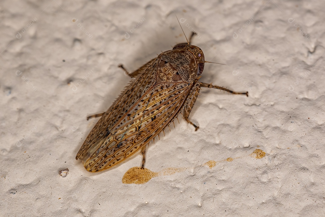 Cigarrinha Típica da Tribo Gyponini.