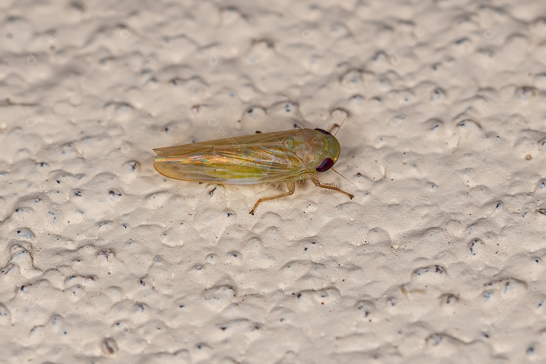 Cigarrinha típica adulta pequena da tribo Pendarini.