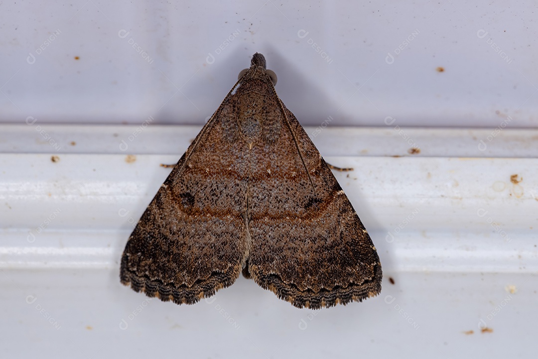 Inseto mariposa adulto da família Erebidae.