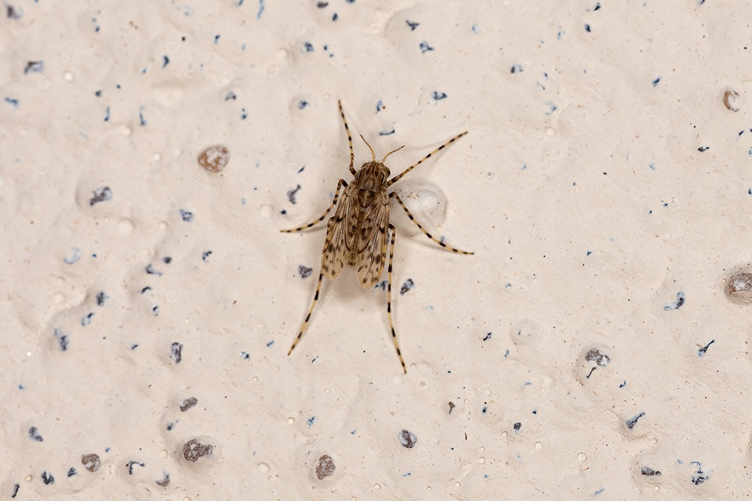Midge não mordedor adulto da família Chironomidae.