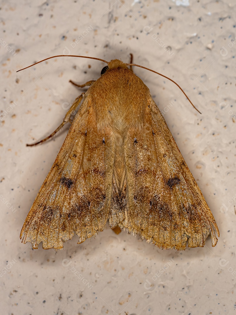 Inseto mariposa adulto do gênero Helicoverpa