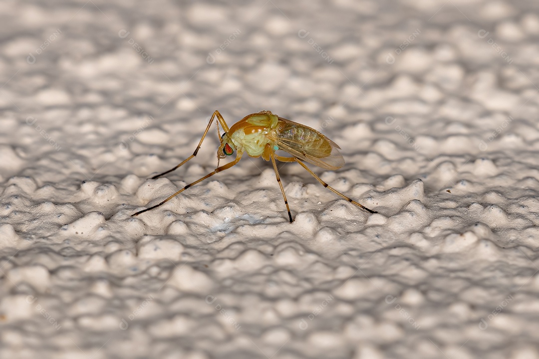 Midge não mordedor adulto da família Chironomidae.