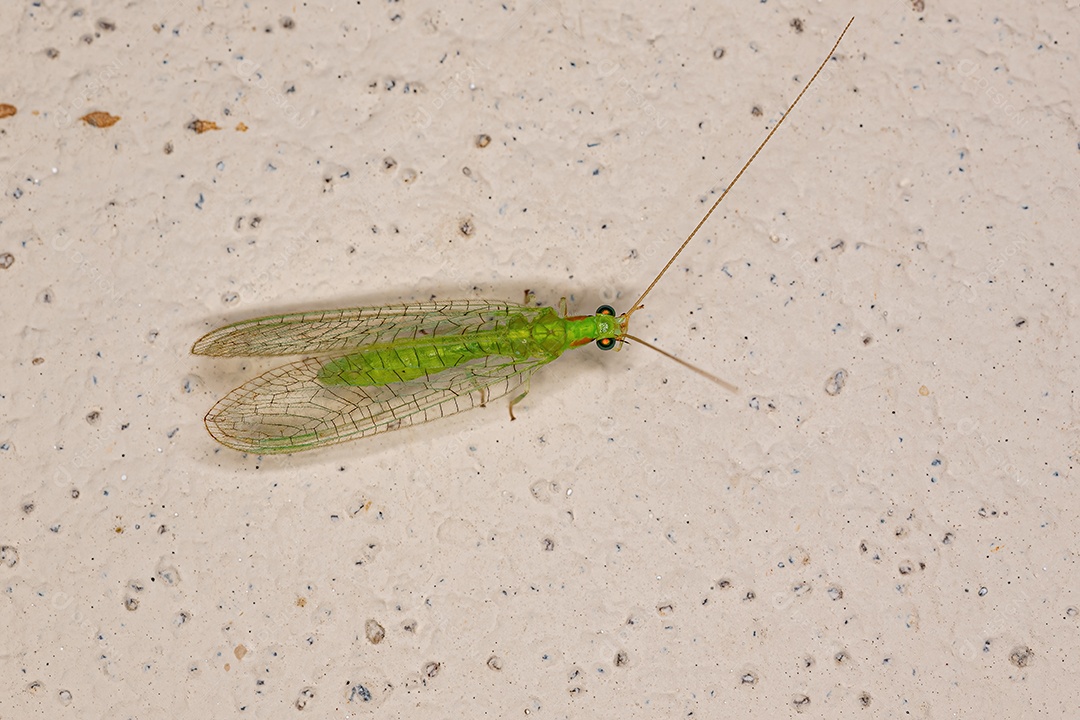 Adulto Típico crisopídeo do gênero Ceraeochrysa.